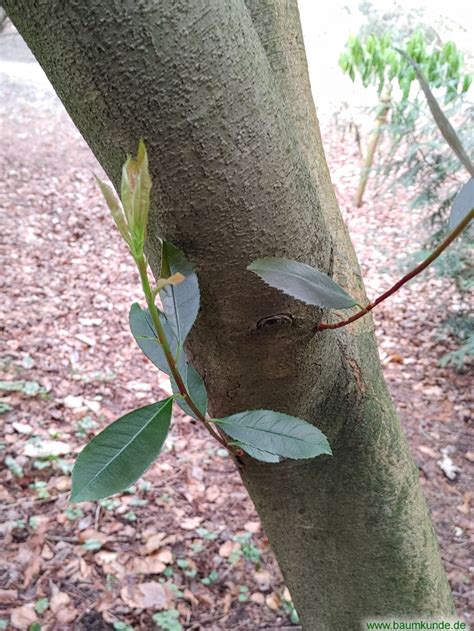 Kahle Glanzmispel Im Alten Botanischen Garten In Kiel