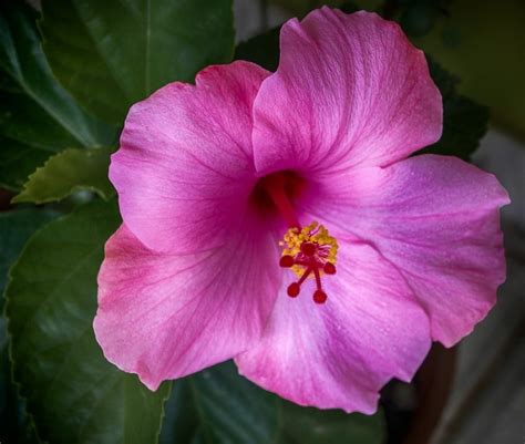 Flor De Amapola D Nde Crece Caracter Sticas Uso Y M S