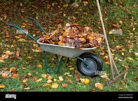 Autumn Leaves In Wheelbarrow With Old Rake In Garden Hay Rake With