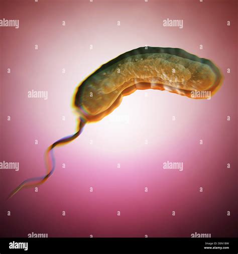 Vibrio Cholerae Labelled Diagram