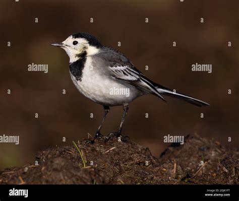 Wet Pied Wagtail High Resolution Stock Photography And Images Alamy