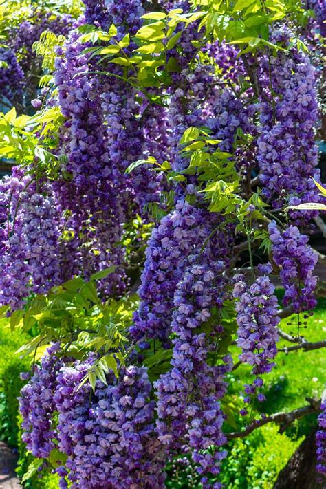 11 Of The Best Non Invasive Flowering Vines To Grow In The