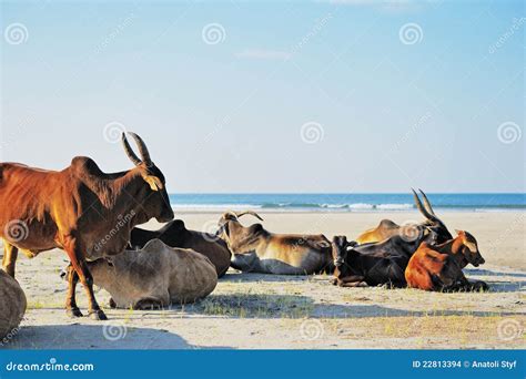 Pedigree Cattle Stock Photo Image Of Relax Breeding 22813394