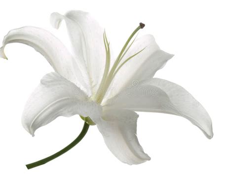 A Couple Of White Calla Lily On A Black Background Stock Image Image