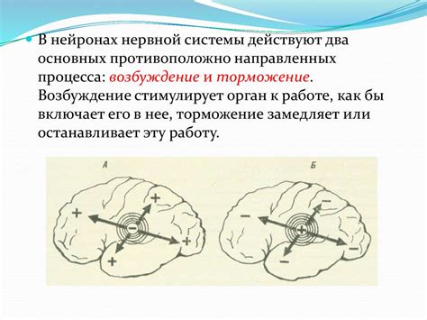 Возбуждение и торможение нервной деятельности - презентация онлайн