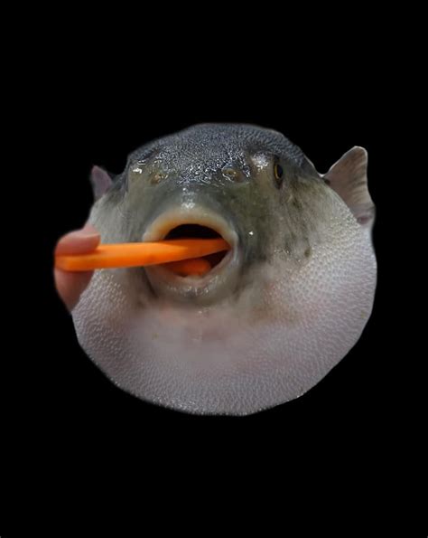 Pufferfish Eating a Carrot Meme Funny Blowfish Dank Memes Digital Art ...