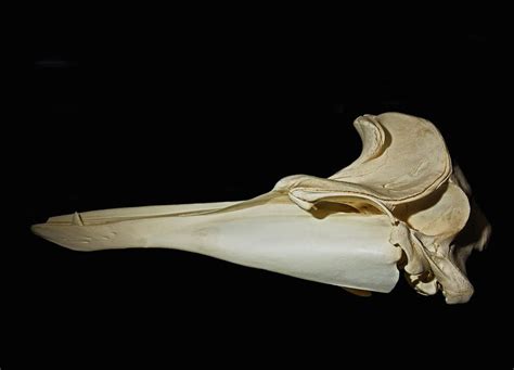 Gervais Beaked Whale Skull Photograph by Millard H. Sharp - Pixels