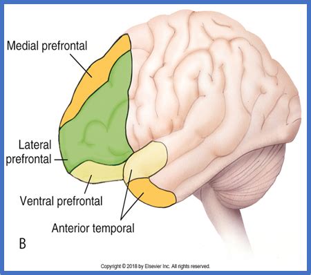 The Association Areas Of The Cortex Flashcards Quizlet