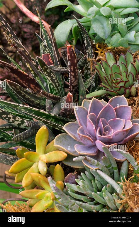 Desert succulents hi-res stock photography and images - Alamy