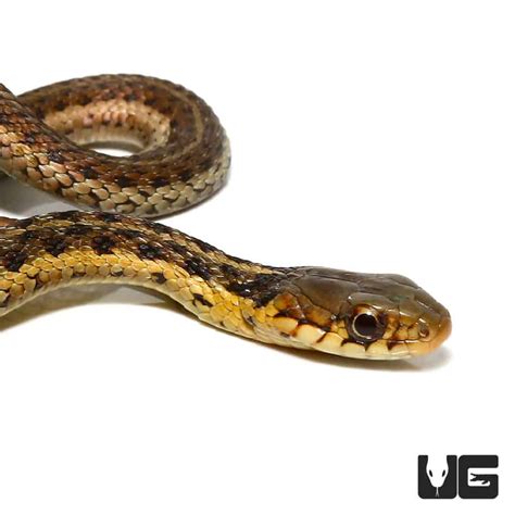 Baby Eastern Garter Snakes For Sale - Underground Reptiles