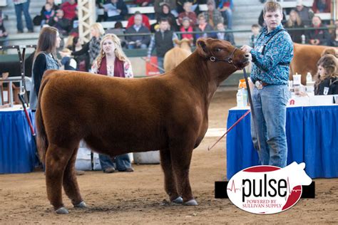 Rcc Blog Reserve Grand Champion Red Angus Steer Iowa Beef Expo