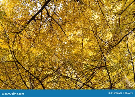 Autumn Coloured Tree Shanghai China Stock Image Image Of Grove