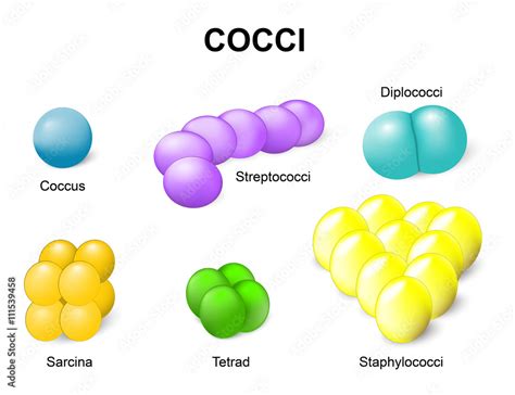 Types of bacteria. cocci Stock Vector | Adobe Stock