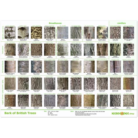 Tree Bark Identification Poster British Species Etsy