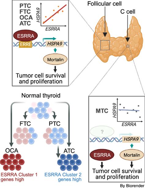 Estrogen Related Receptor Alpha Promotes Thyroid Tumor Cell Survival