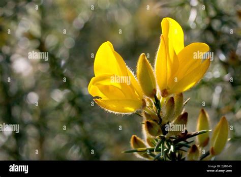 Ulex Backlit Hi Res Stock Photography And Images Alamy