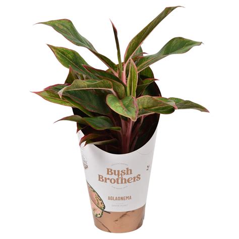 Aglaonema Light Star Plant Wholesale Floraccess