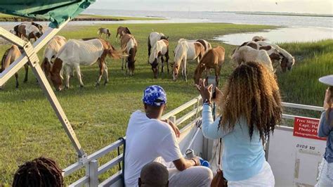 Desde La Isla De Chincoteague Excursi N En Barco Por La Isla De