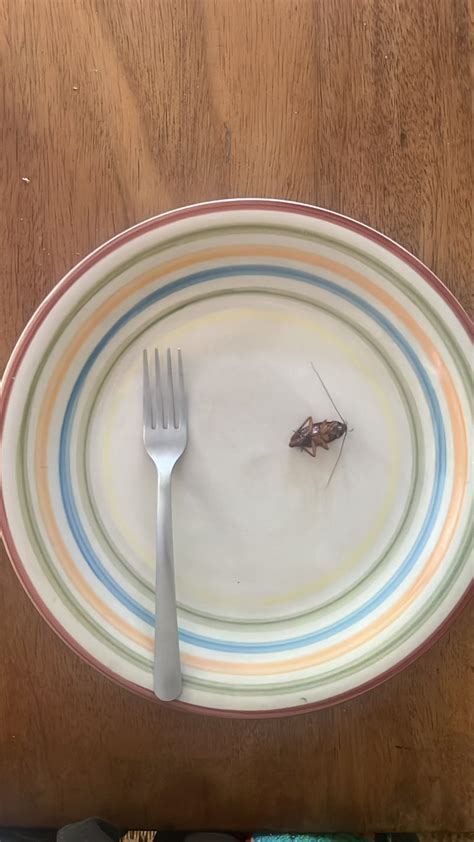 Carnivore Aurelius On Twitter About To Eat This Bug So I Can