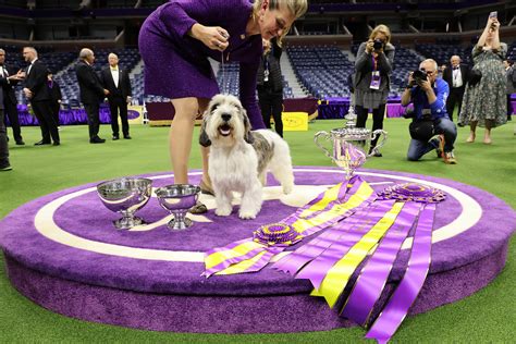 Dónde Puedo Ver La Exposición Canina De Westminster
