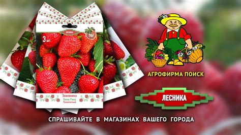 Земляника серии "Лесника" от Агрофирмы ПОИСК - YouTube