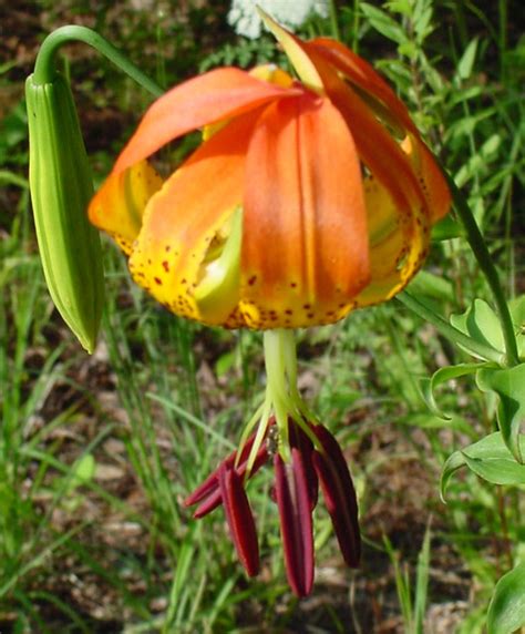 Turk S Cap Lilly Union County Georgia Coveman Flickr