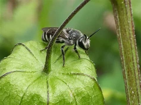 26 Black And White Bees Pictures And Identification