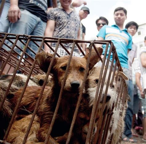 Yulin Lychee And Dog Meat Festival Agna Merrill