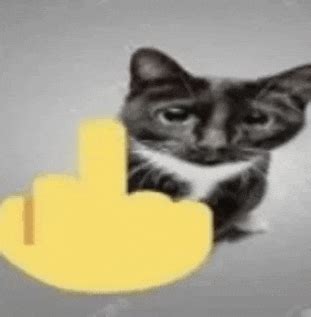 Cat Middle Finger Meme - Cat middle finger - Discover & Share GIFs