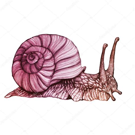 Sea Snail Drawing at GetDrawings | Free download