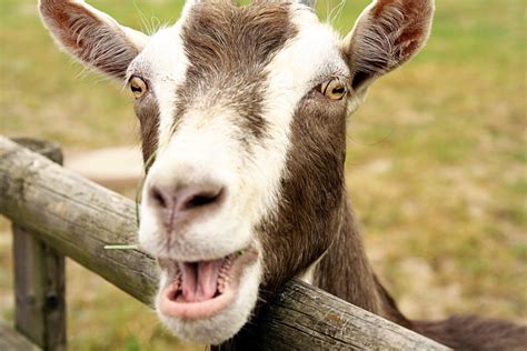 Goat Bleating Sound Goat Funny Pretty Laughing Sounds Quotes Goats