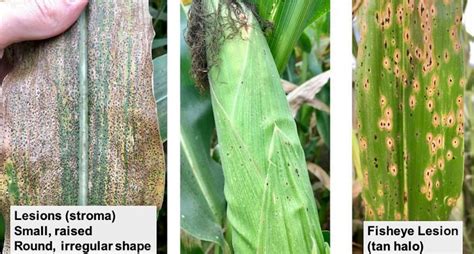 Update On Tar Spot In Corn Farmtario