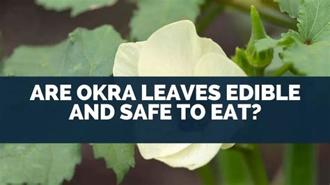 Are Okra Leaves Edible and Safe To Eat?