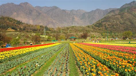 Tulip Festival In Kashmir Puts Up A Stunning Display Of Nature's Beaut