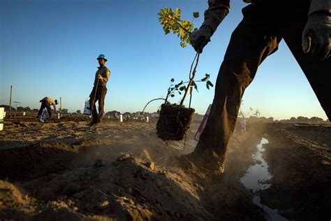 Plantar árvores nem sempre combate mudanças climáticas entenda 17 03