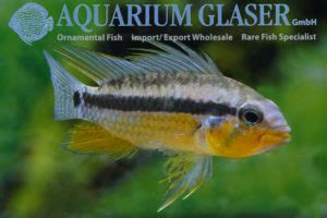 Apistogramma Allpahuayo Aquarium Glaser GmbH