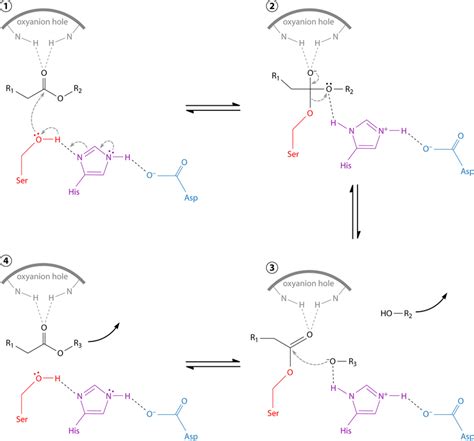 Catalytic Mechanism Of Lipases A Detailed Description Is Provided In