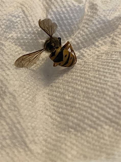 Identification Help, Nest Locating, Yellowjackets and Lazy Exterminator : r/pestcontrol