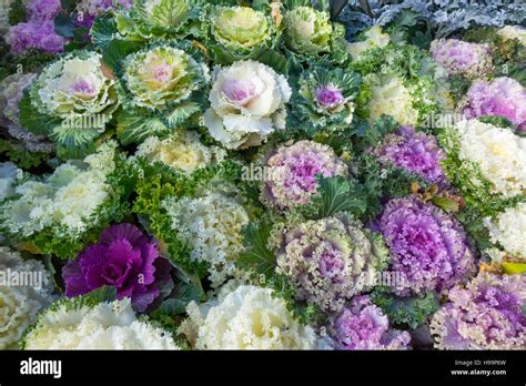 Brassica oleracea var acephala hi-res stock photography and images - Alamy