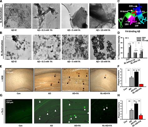 Led‐rl Illumination Prevents Fa‐facilitated Aβ Deposition In Vitro And