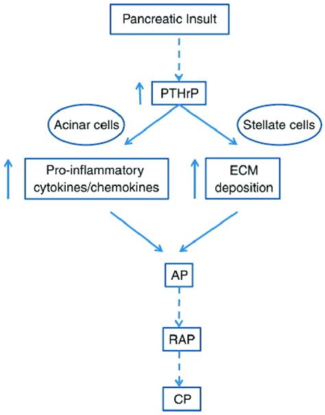 Scheme Depicting The Pathways Activated By PTHrP Which Induce The