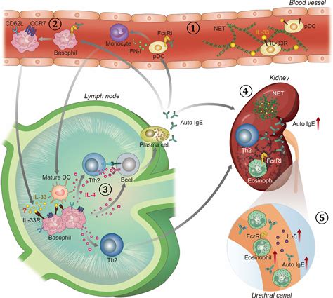 Frontiers T Helper 2 Associated Immunity In The Pathogenesis Of