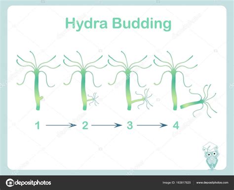 Hydra Budding Illustration For School Biology Lessons Stock Vector