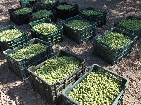 La Campa A De La Aceituna Alore A De M Laga Prev Una Producci N