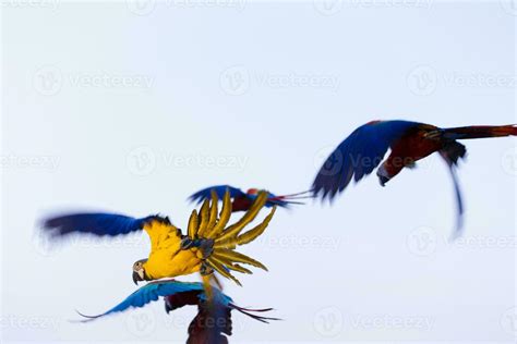 blurred colorful macaw parrot flying in bright blue sky background ...