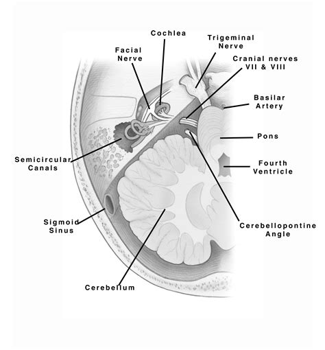 Surgical Anatomy – Skull Base Surgery Atlas