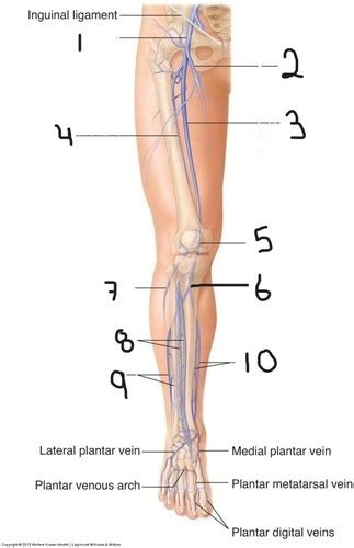 Vascular Test Flashcards Quizlet