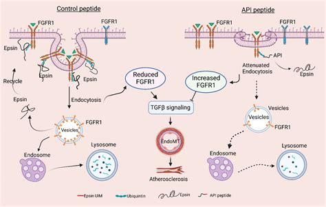 Targeting Epsins To Inhibit Fibroblast Growth Factor Signaling While