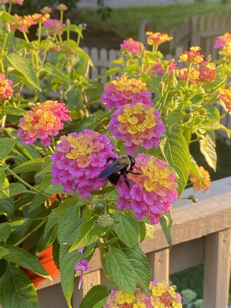 Bee Visits Lantana Smithsonian Photo Contest Smithsonian Magazine