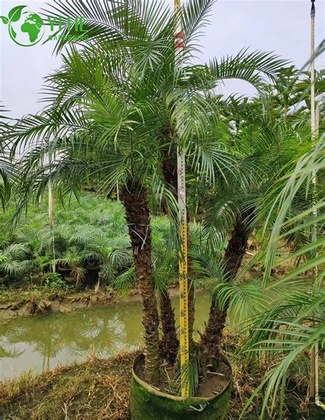 Tropical Growing Live Plant Phoenix Roebelenii Pygmy Date Palm